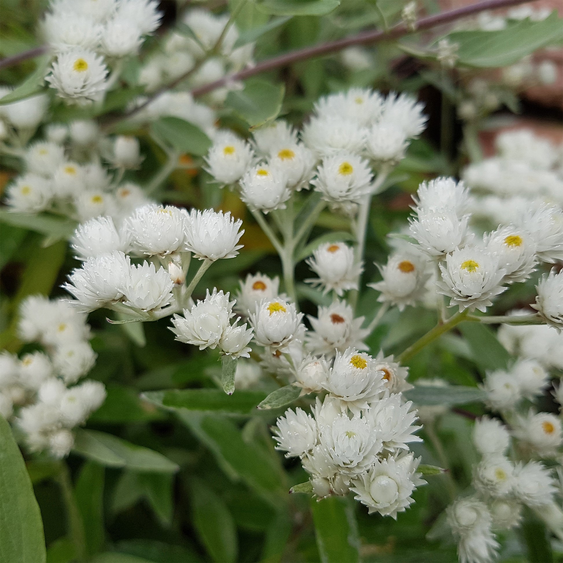 Großes Perlkörbchen Neuschnee - Anaphalis margaritacea neuschnee - Bakker