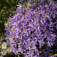Aster sedifolius Nanus - Niedrige Garten-Aster 'Nanus' - 