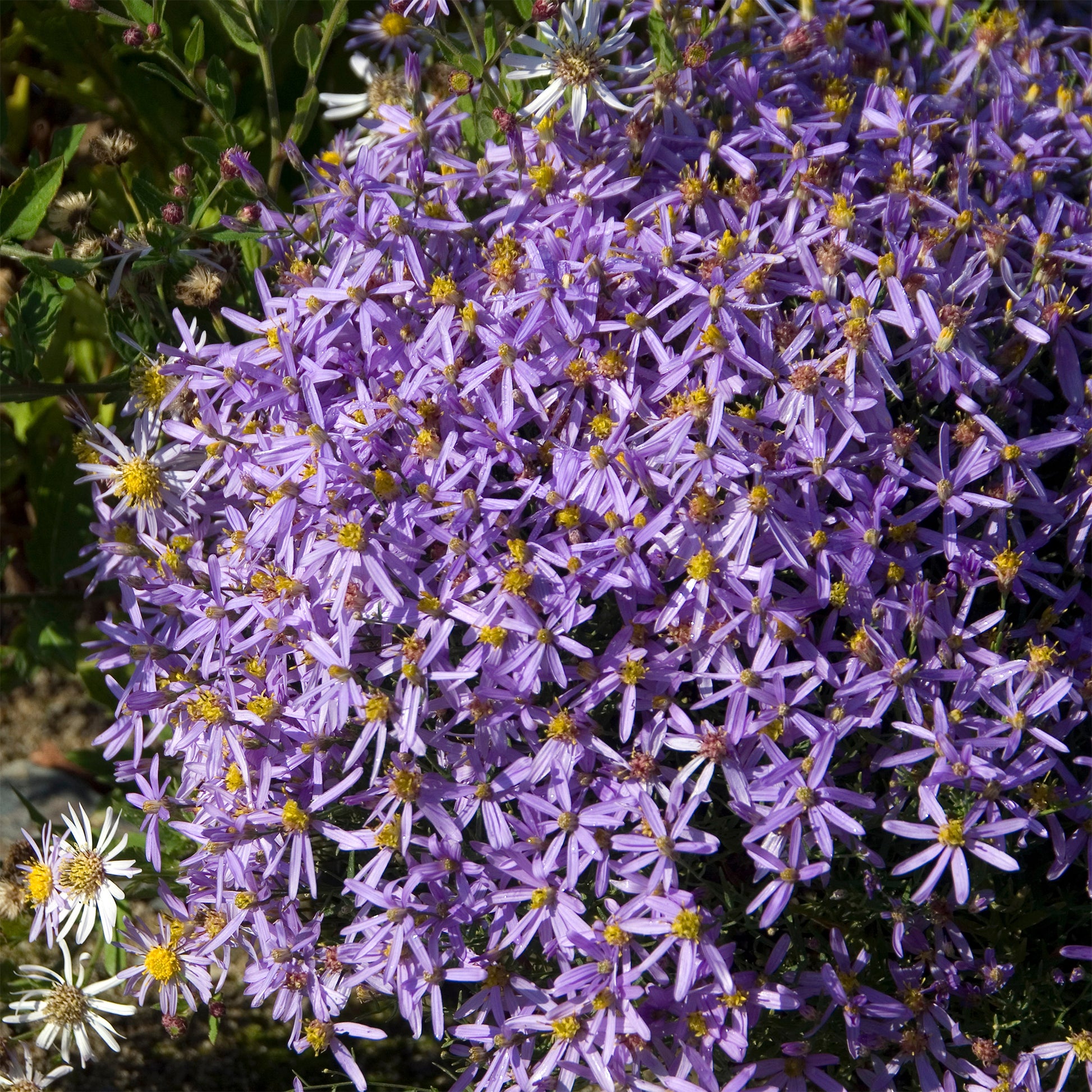 Aster sedifolius Nanus - Niedrige Garten-Aster 'Nanus' - Astern