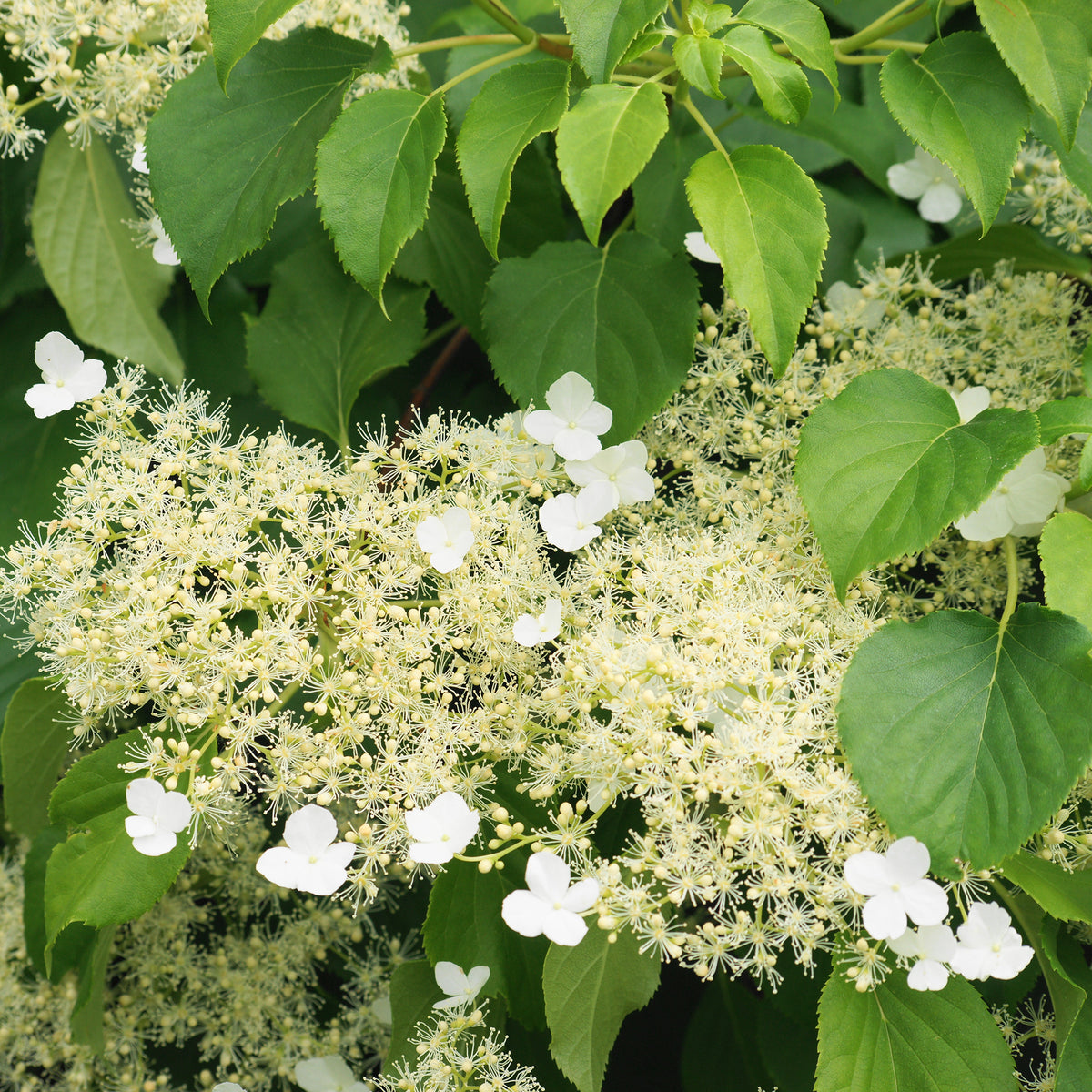 Kletterhortensie