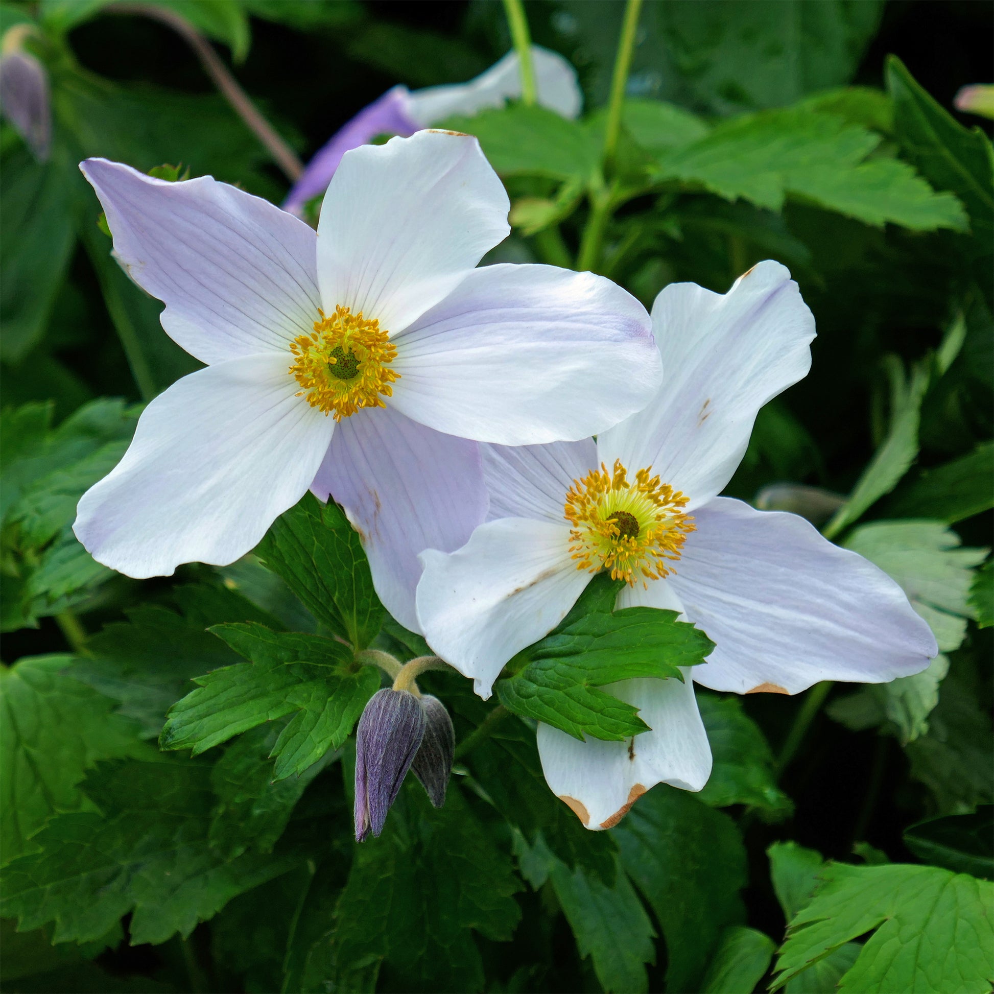 Japanische Anemone Ruffled Swan - Bakker