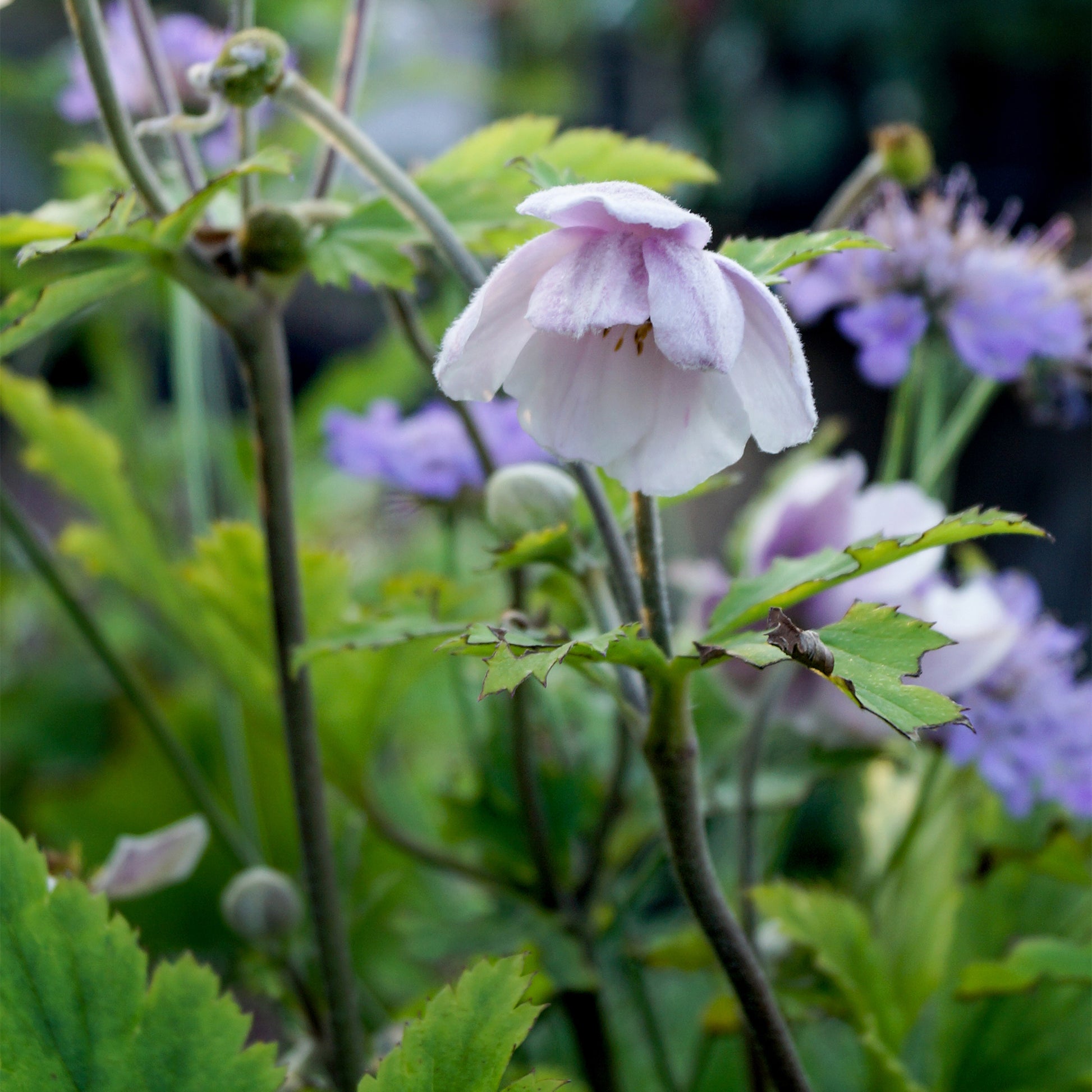 Japanische Anemone Ruffled Swan - Anemone Ruffled Swan - Bakker