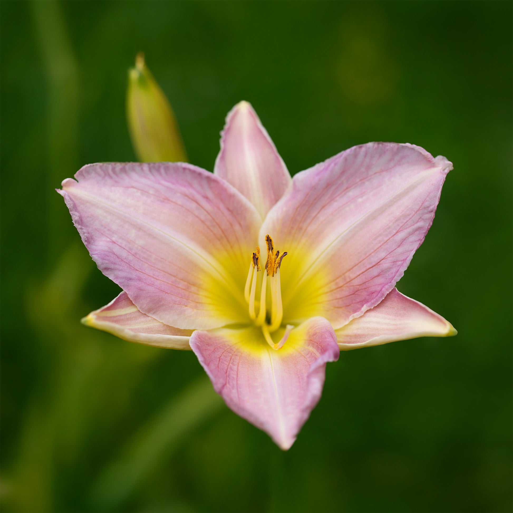 Hémérocalle Catherine Woodbury - Hemerocallis Catherine woodbury - Bakker