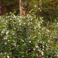 Schneebeere White Hedge - Symphoricarpos doorenbosii White Hedge - Bakker