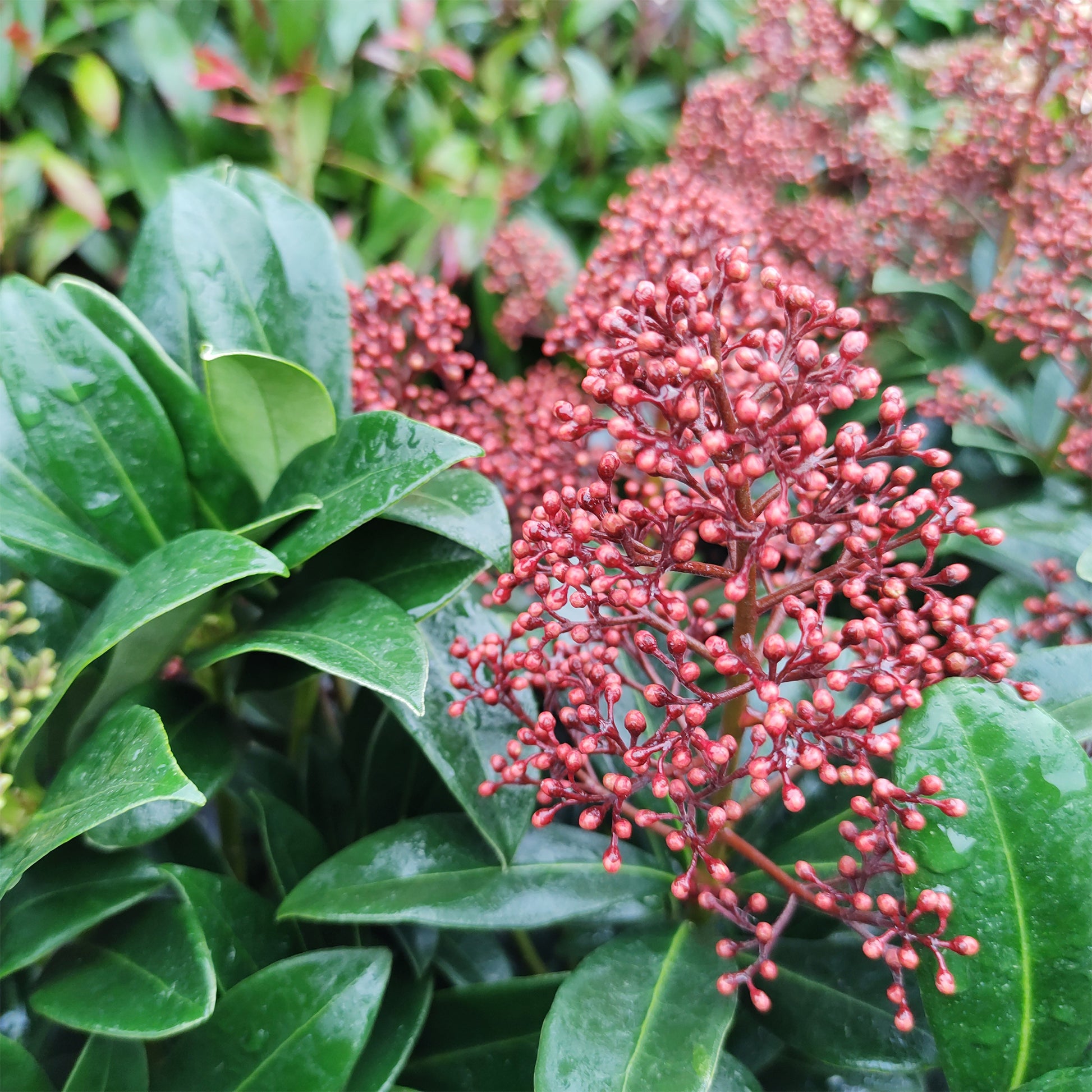 Japanische Skimmia Rubella - Bakker