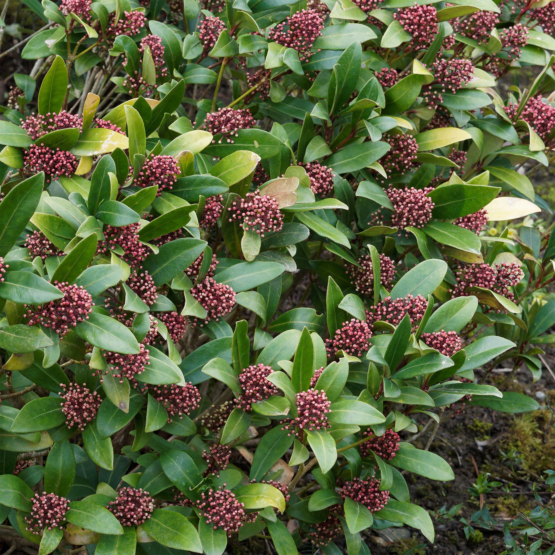 Japanische Skimmia Rubella - Skimmia japonica Rubella - Bakker