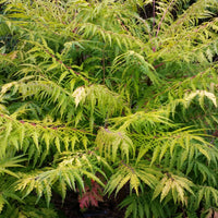 Essigbaum Tiger Eyes - Rhus typhina Tiger Eyes - Bakker