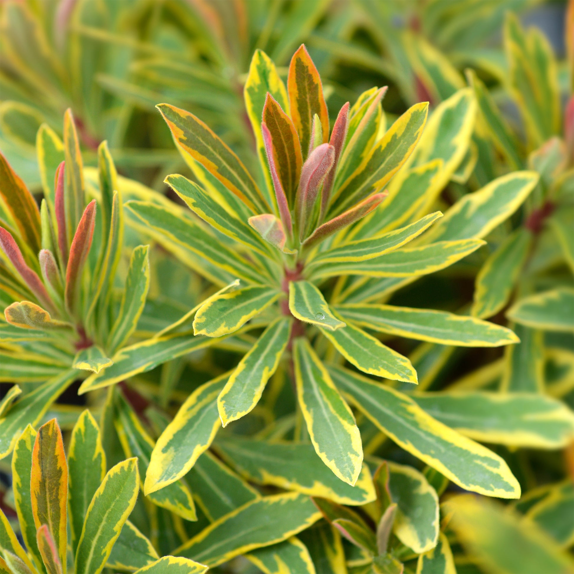 Euphorbia martinii Ascot Rainbow ® - Martins Euphorbia Ascot rainbow ® - Wolfsmilch  