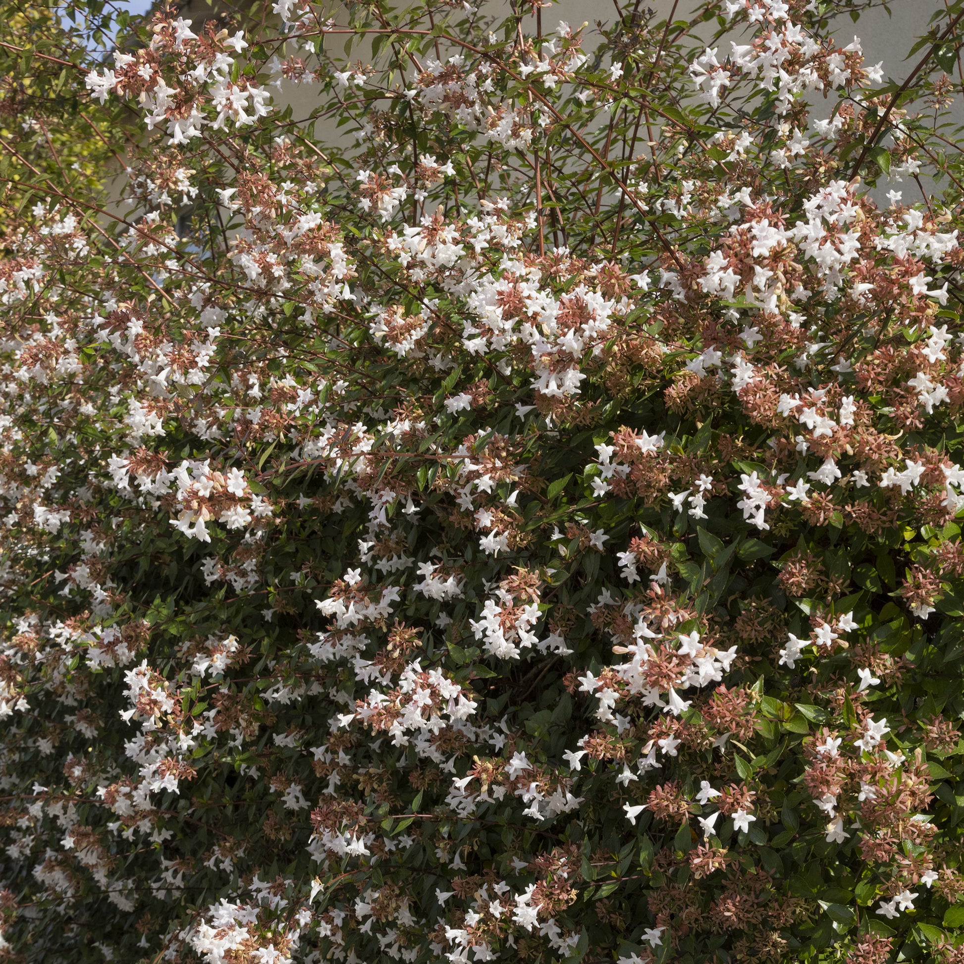 Großblütige Abelie Pisto - Abelia grandiflora Pisto - Bakker