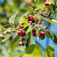 Wald-Felsenbirne - Amelanchier rotundifolia - Bakker