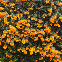 Berberis darwinii - Darwins Berberitze - Immergrüne Sträucher