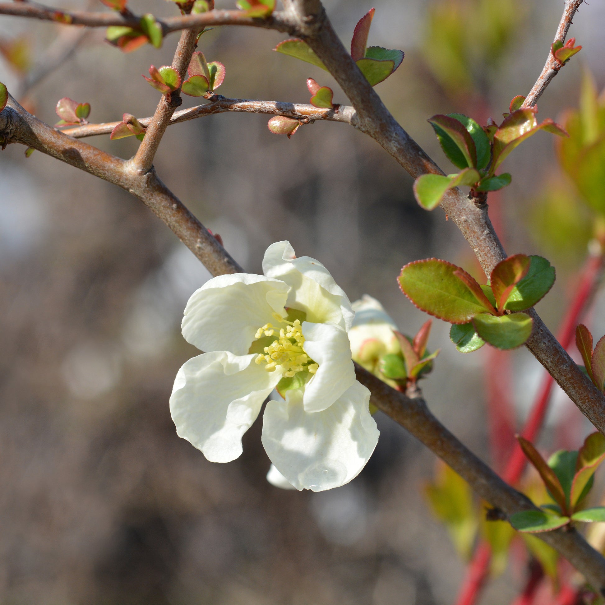 Chaenomeles superba Jet Trail - Japanische Quitte Jet Trail Weiß - Zierquitte - Chaenomeles