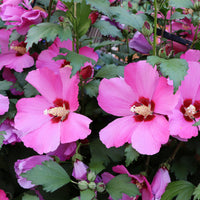 Hibiskus Flower Tower Ruby® - Bakker