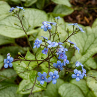 Brunnera macrophylla jack frost - Kaukasus-Vergissmeinnicht 'Jack Frost' - Stauden