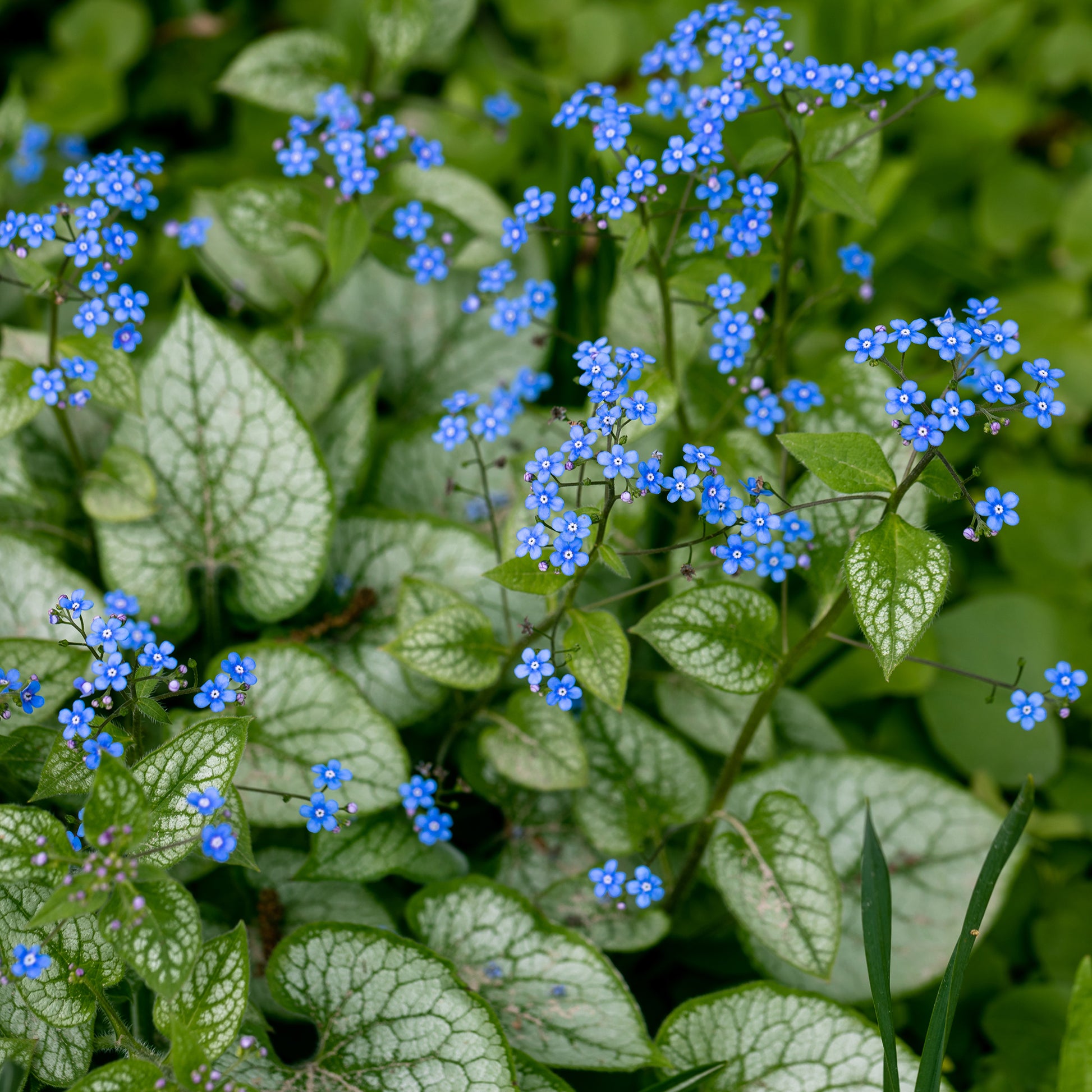 Vergissmeinnicht - Kaukasus-Vergissmeinnicht 'Jack Frost' - Brunnera macrophylla jack frost