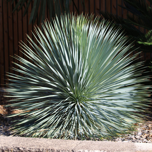 Blauer Yucca - Bakker