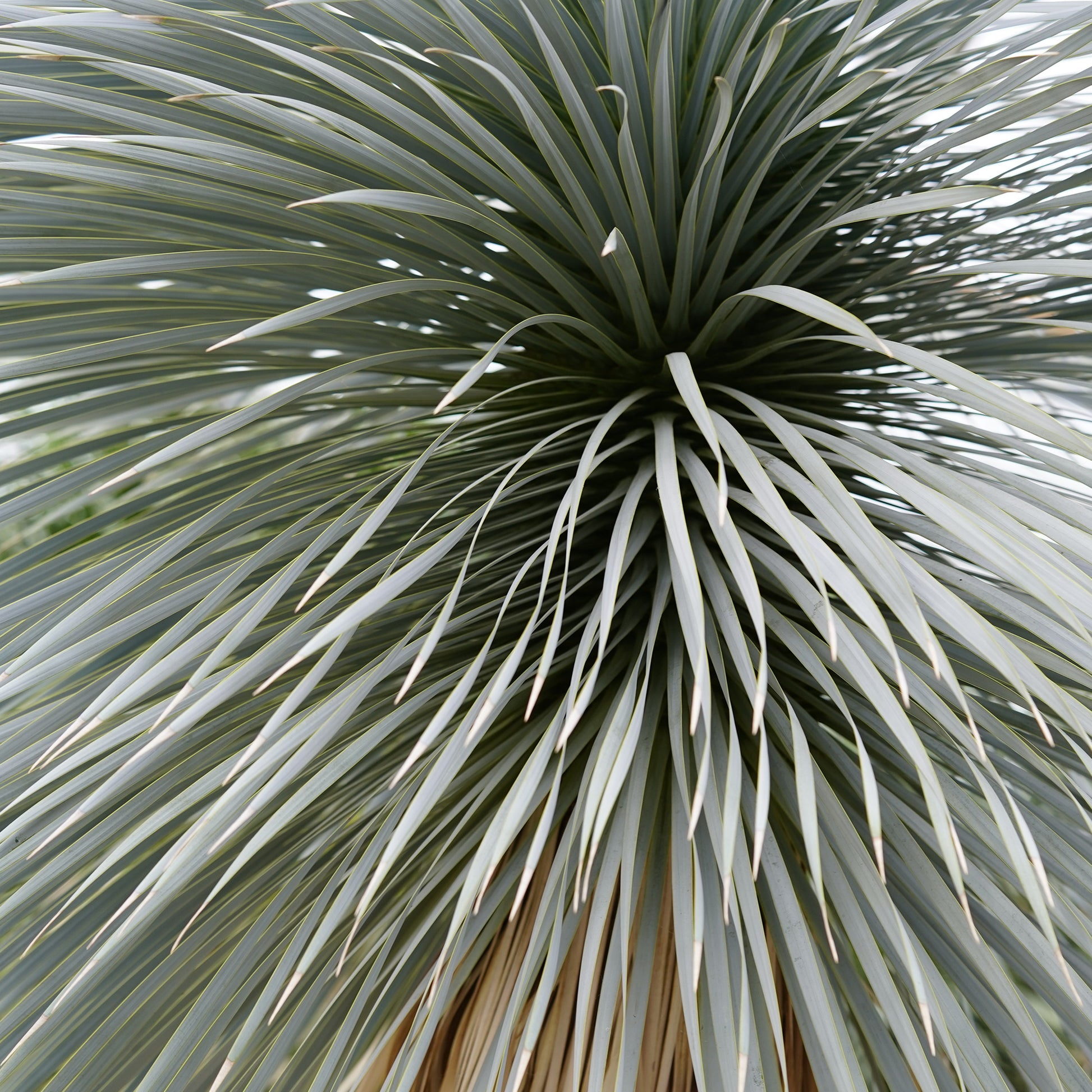 Blauer Yucca - Yucca rostrata - Bakker