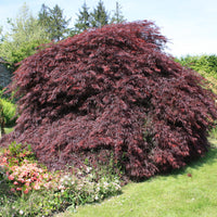 Japanischer Ahorn 'Garnet' - Bakker