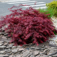 Verkauf Japanischer Ahorn 'Garnet' - Acer palmatum dissectum Garnet