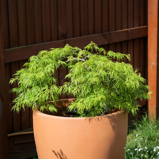 Fächerahorn 'Emerald Lace' - Bakker