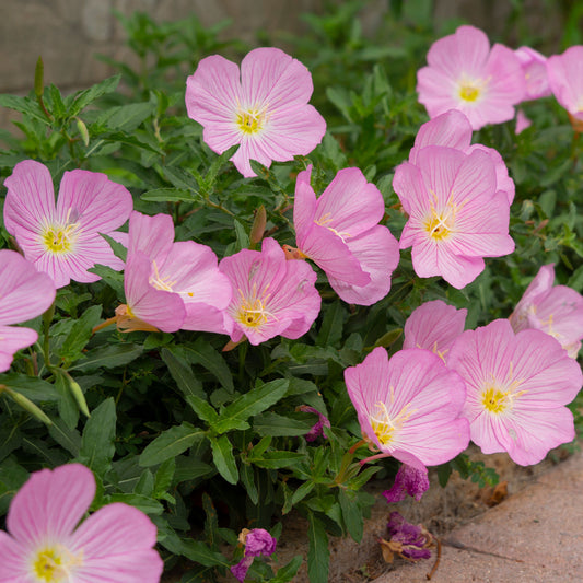 Nachtkerze 'Siskiyou Pink' (x2) - Bakker