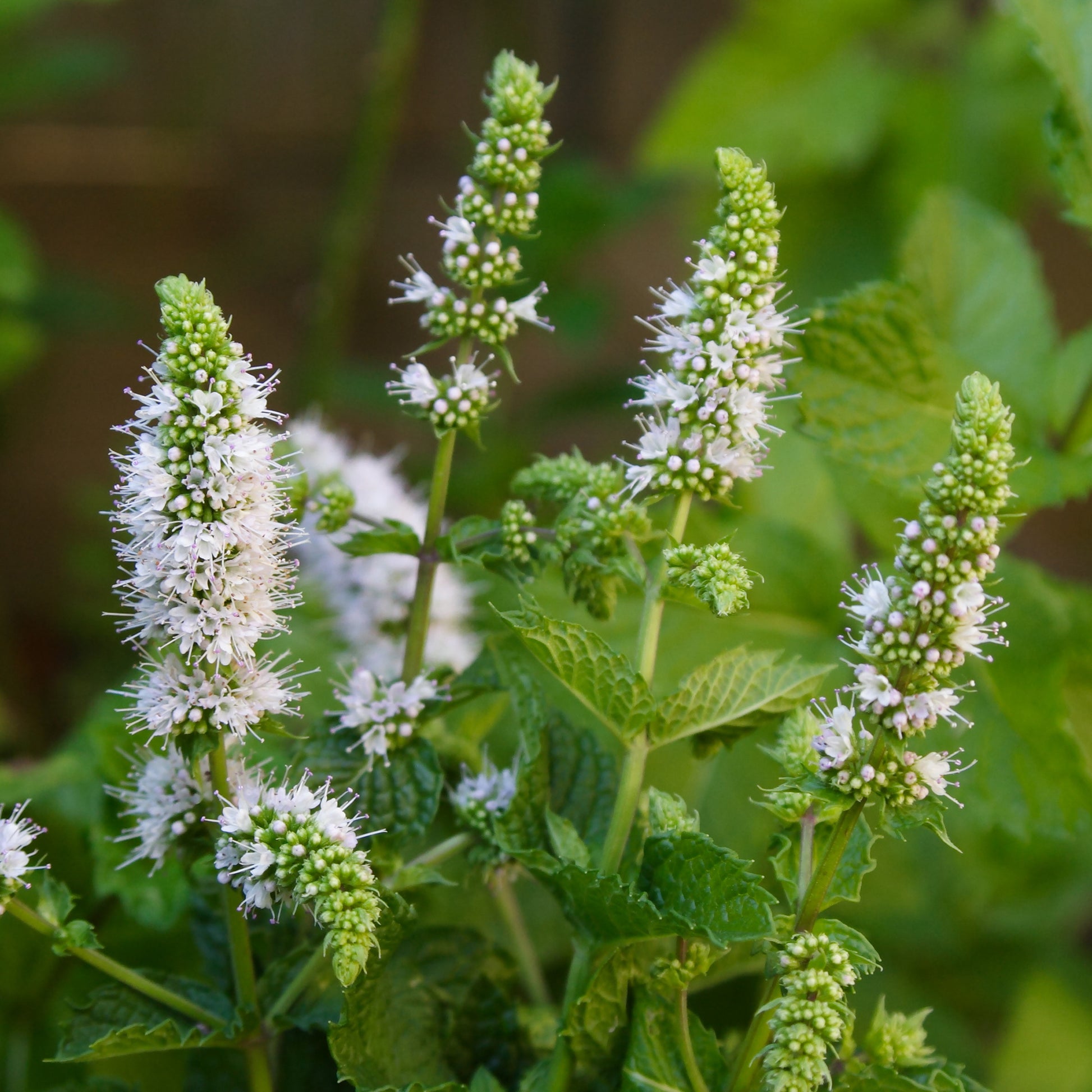 Minze - Marokkanische Minze 'Maroccan' - Mentha spicata