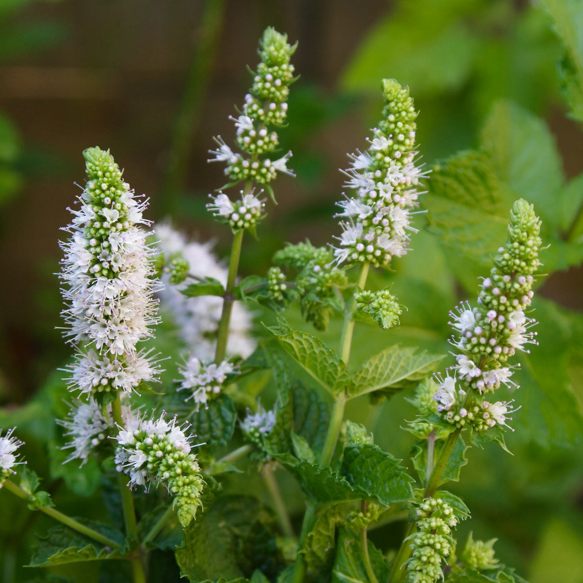 Minze - Marokkanische Minze 'Maroccan' - Mentha spicata