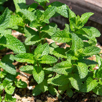 Marokkanische Minze 'Maroccan' - Bakker