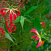 Gloriosa superba  'rothschildiana' - Ruhmeskrone 'Rothschildiana' (x2) - Sommerzwiebeln