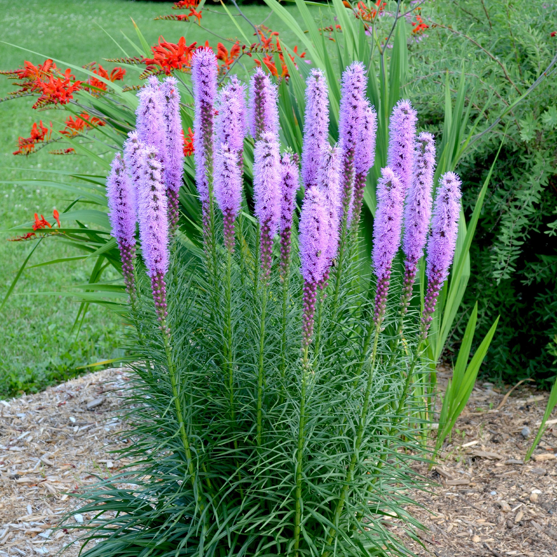 Liatris spicata - Pfeifenputzer (x25) - Natürlicher Zwiebel-Mix