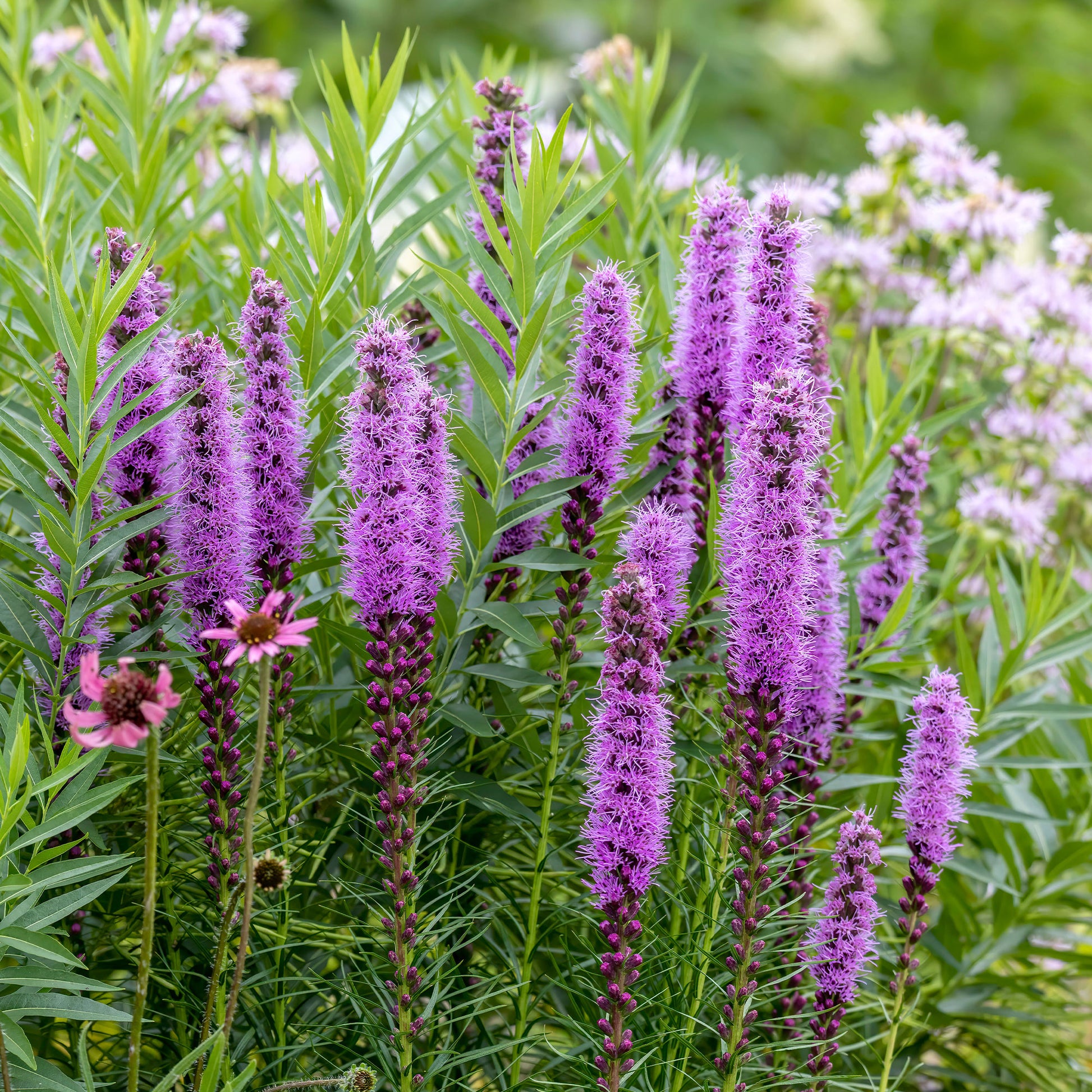 Natürlicher Zwiebel-Mix - Pfeifenputzer (x25) - Liatris spicata