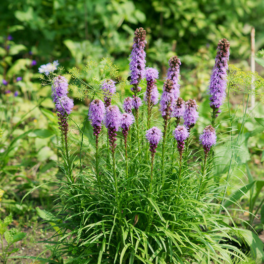 Pfeifenputzer (x25) - Bakker