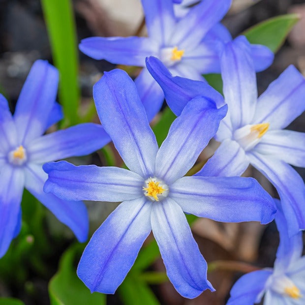 Blaue Schneeglöckchen (x10) - Chionodoxa forbesii blue giant