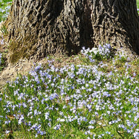 Blaue Schneeglöckchen (x10) - Chionodoxa forbesii blue giant - Blumenzwiebeln Frühlingsblüher