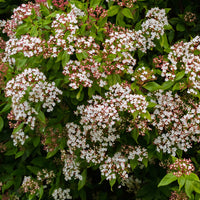 Lorbeer-Schneeball 'Gwenllian' - Viburnum tinus Gwenllian - Bakker