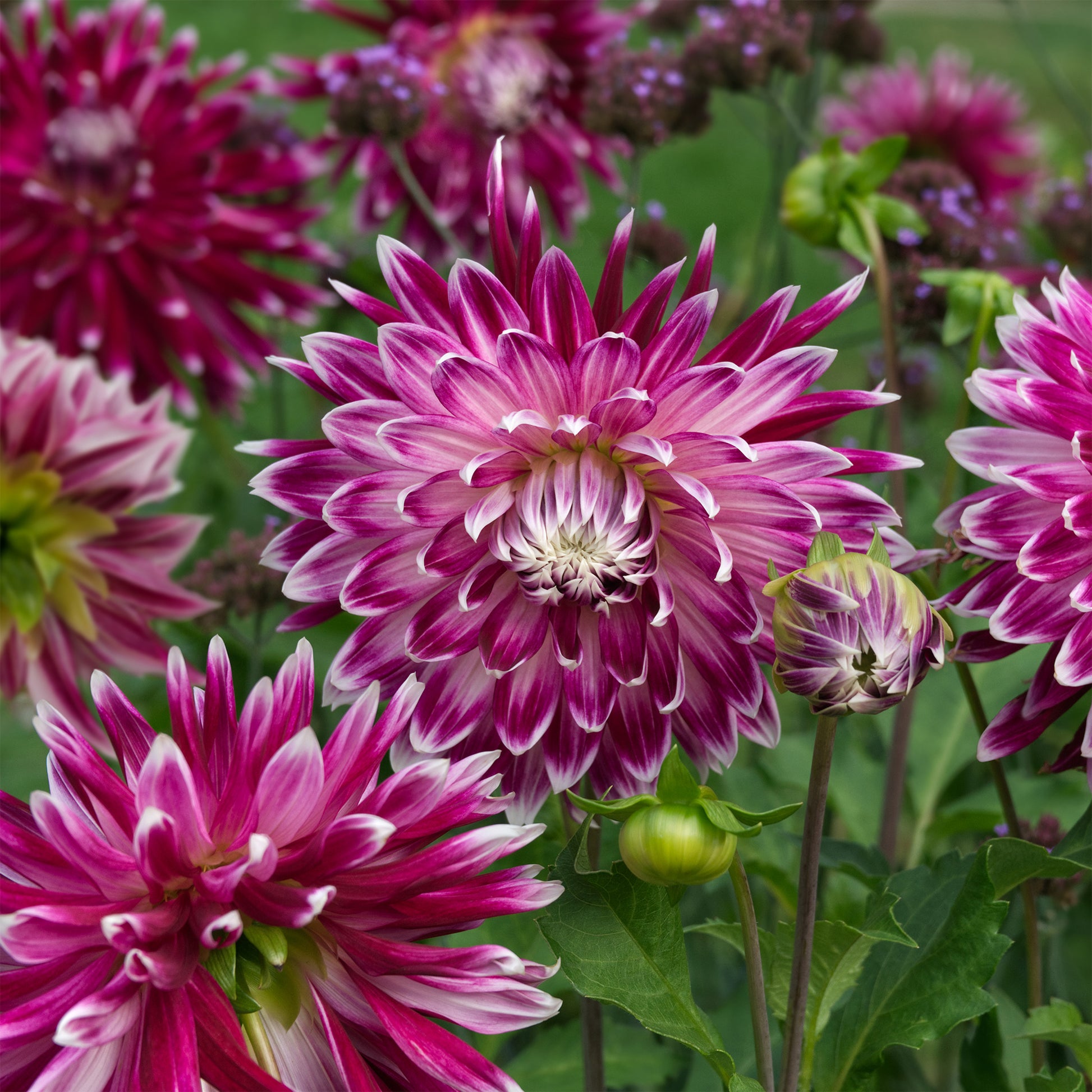 Großblütige Dahlie 'Vancouver' (x3) - Dahlia 'vancouver' - Bakker