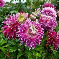 Dahlien-Zwiebeln - Großblütige Dahlie 'Vancouver' (x3) - Dahlia 'vancouver'