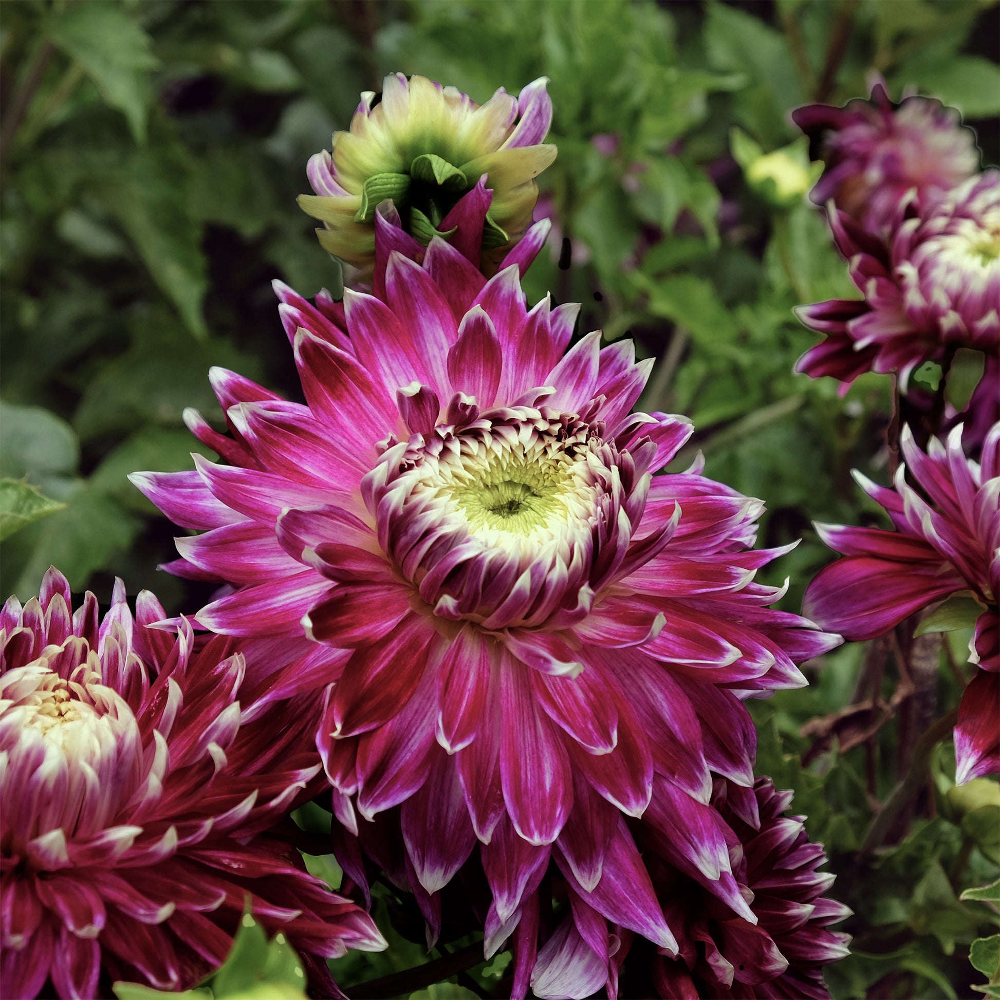 Dahlia 'vancouver' - Großblütige Dahlie 'Vancouver' (x3) - Dahlien-Zwiebeln