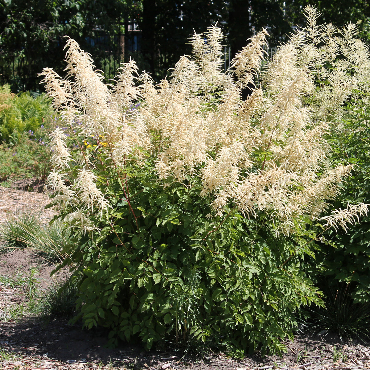 Verkauf Waldgeißbart - Aruncus dioicus