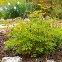 Tränendes Herz - Dicentra spectabilis - Bakker
