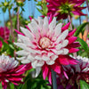 Dahlie 'Rebecca's World' (x3) - Bakker