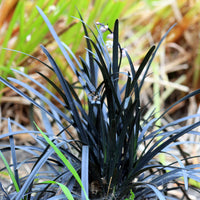 Verkauf Schwarzer Schlangenbart 'Nigrescens' - Ophiopogon planiscapus Niger