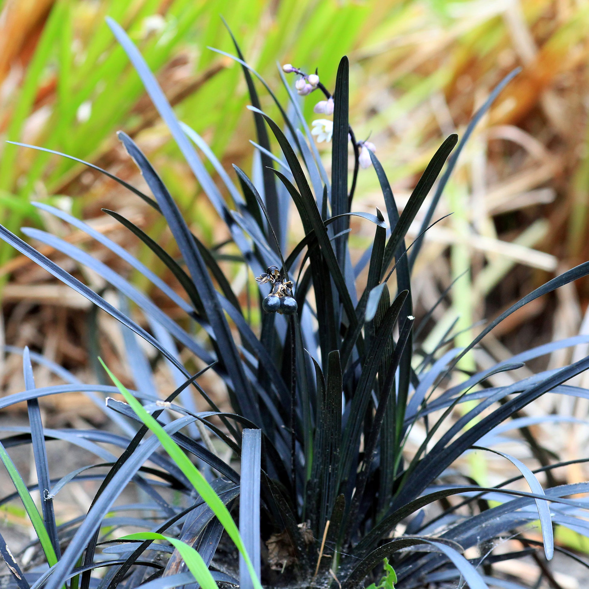 Verkauf Schwarzer Schlangenbart 'Nigrescens' - Ophiopogon planiscapus Niger