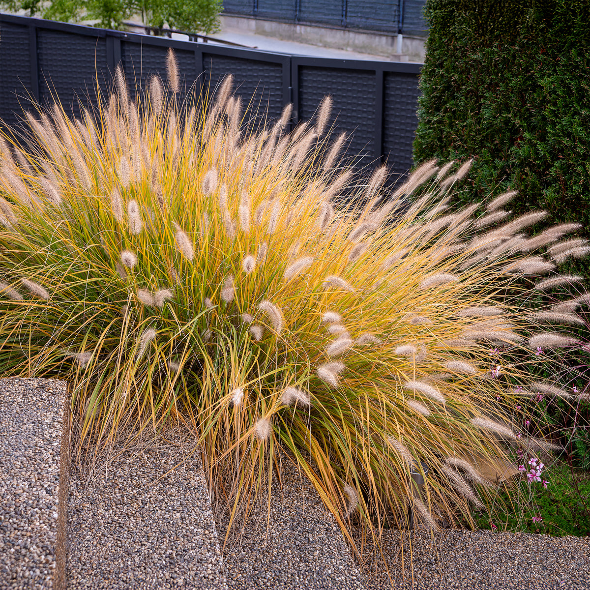 Pennisetum - Lampenputzergras 'Hameln' - Pennisetum alopecuroides Hameln