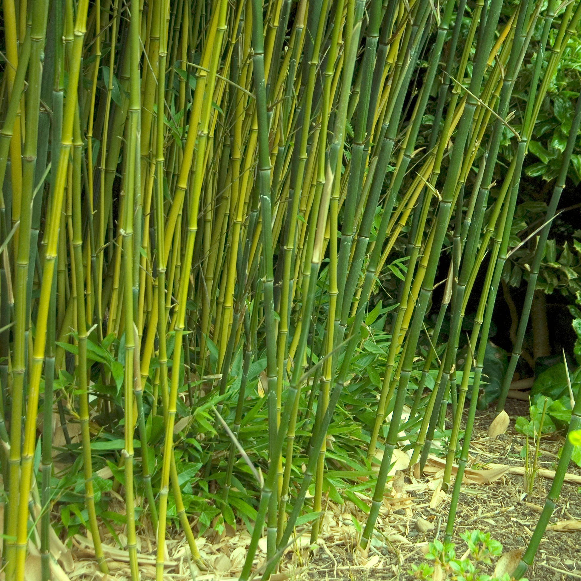 Bisset-Bambus - Phyllostachys bissetii - Bakker