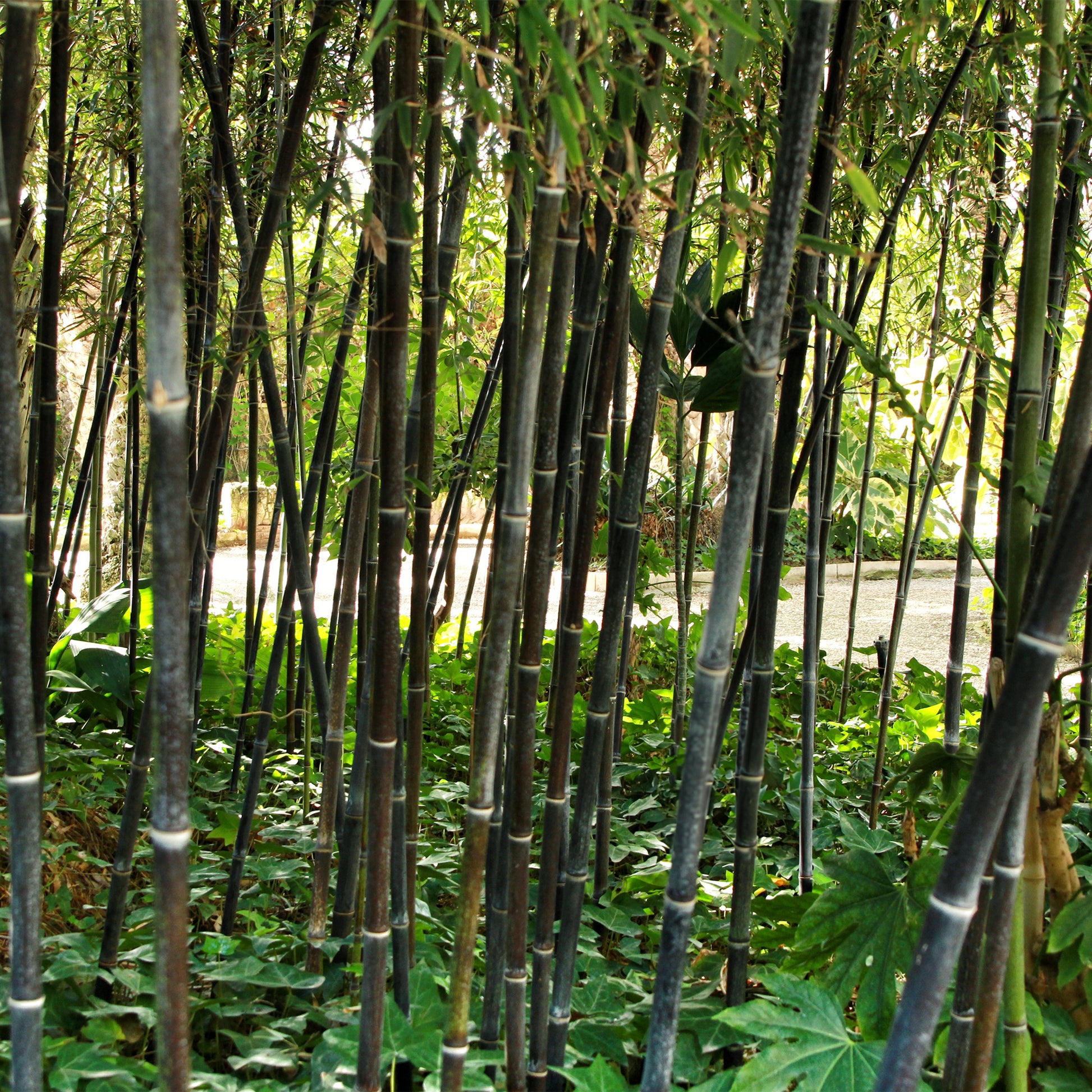 Bambus schwarz - Phyllostachys nigra | Bakker.com Bambus schwarz - Phyllostachys nigra | Bakker.com