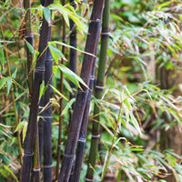Bambus schwarz