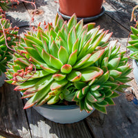 Sukkulente Echeveria agavoides - Bakker