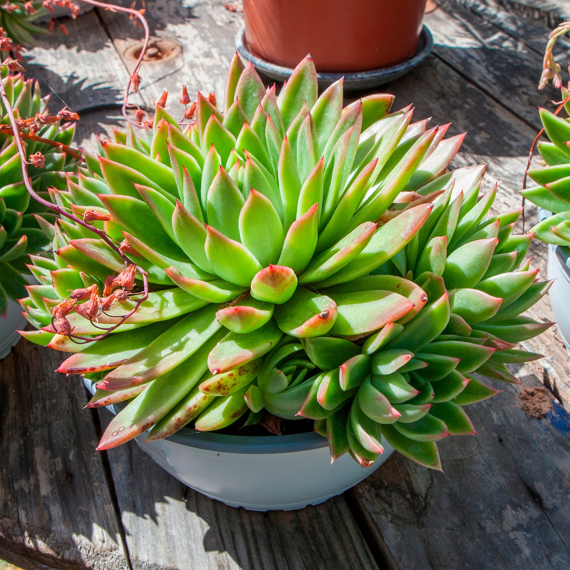 Sukkulente Echeveria agavoides - Bakker