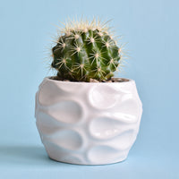 Schwiegermutterstuhl Echinocactus grusonii - Cactus Echinocactus grusonii - Bakker